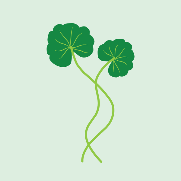 Centella Asiatica