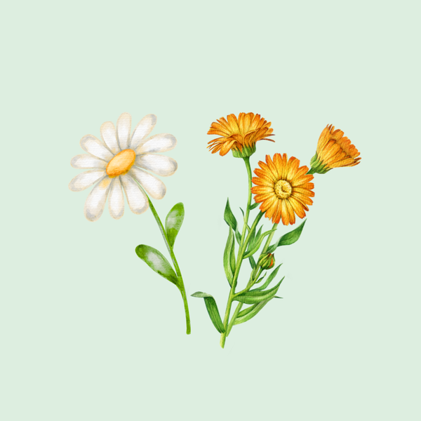 Calendula & Kamille